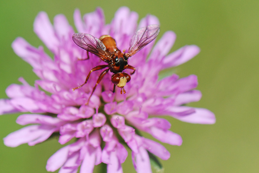 Sicus sp M (Conopidae)